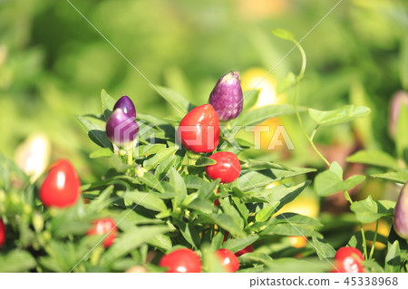 五顏六色的五色胡椒 五顏六色的五色胡椒 45338968