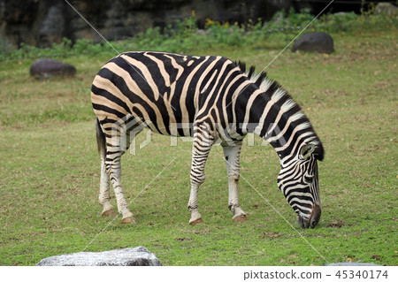 zebra  45340174