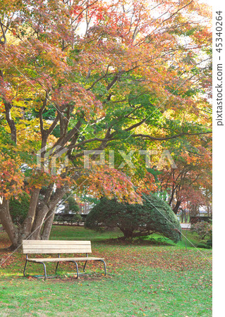 A bench in the autumn leaves A bench in the autumn leaves 45340264