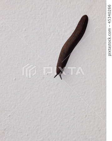 close up of a dark brown grey small tropical slug close up of a dark brown grey small tropical slug 45340266