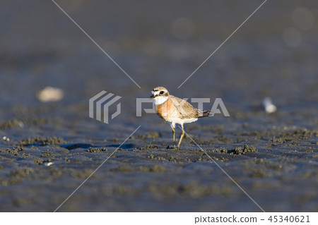 Medautitri Summer Wing Medautitri Summer Wing 45340621