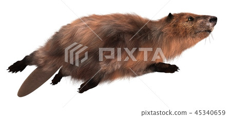 Beaver isolated on white background 3d illustration Beaver isolated on white background 3d illustration 45340659