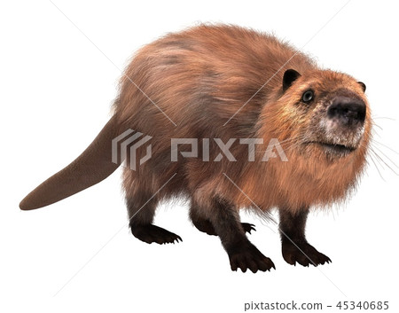 Beaver isolated on white background 3d illustration 45340685