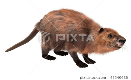 Beaver isolated on white background 3d illustration 45340686