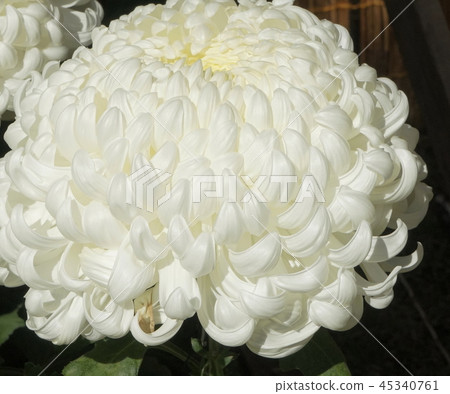 Owaki Saki White Chrysanthemum 01 Owaki Saki White Chrysanthemum 01 45340761