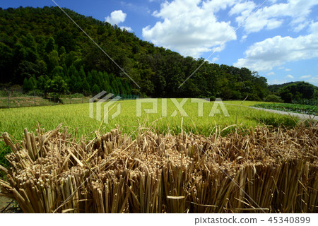 Paddy field-16 Paddy field-16 45340899
