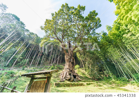 Otusuke of Takeo 45341338