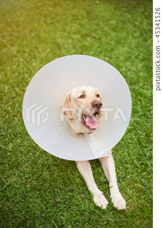 Healthy labrador dog with cone collar 45341526