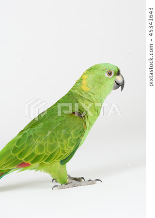 Side view of green parrot 45341643