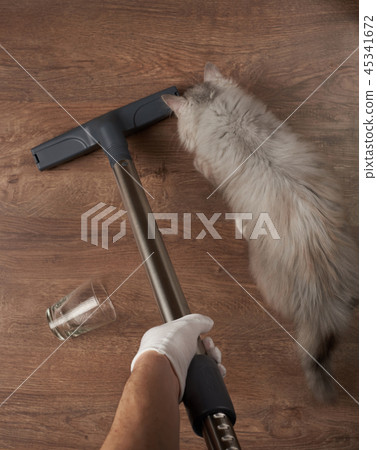Cleaning after pet service 45341672