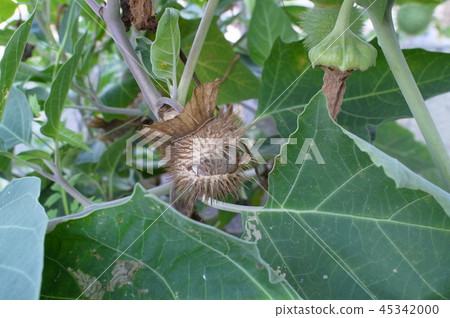 牽牛花的果實 45342000