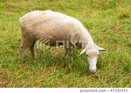Sheep farm on green grass 45342455