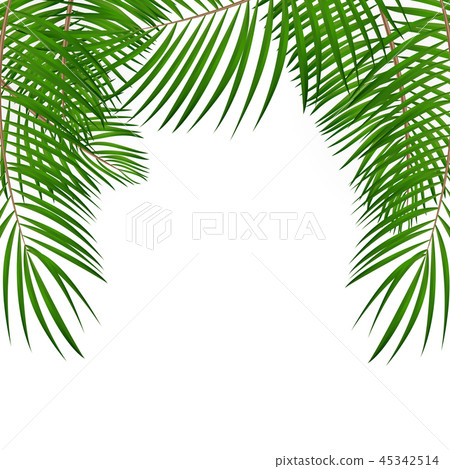 Frame With Palm Leaf Vector Background Isolated Stock Illustration