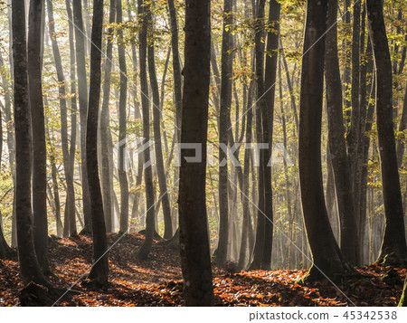 早晨的陽光下的山毛櫸森林（新潟縣） 45342538