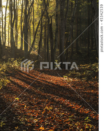 早晨的陽光下的山毛櫸森林(新潟縣) 早晨的陽光下的山毛櫸森林(新潟縣) 45342539