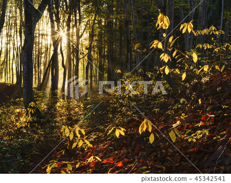 Forest of beech forest to be exposed to the sun (Niigata Prefecture) 45342541