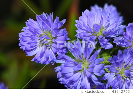 Peacock Astar Peacock Astar 45342763