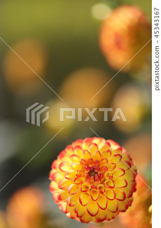 大麗花_春日 大麗花_春日 45343167