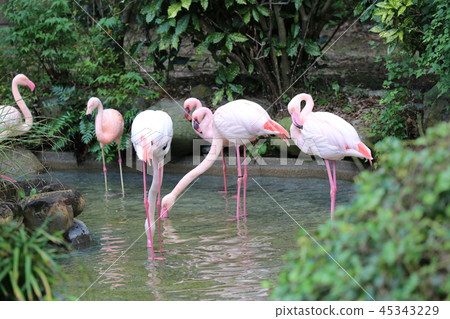 Flock of flamingos Flock of flamingos 45343229