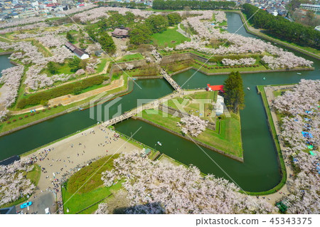 櫻花和五棱郭 45343375