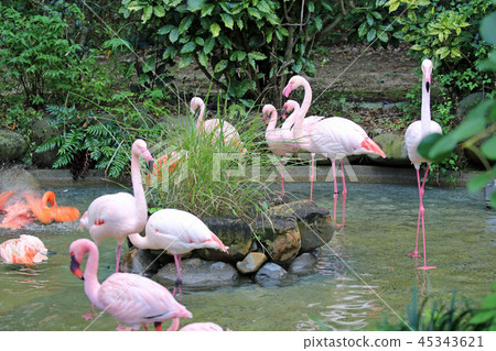 Flock of flamingos 45343621