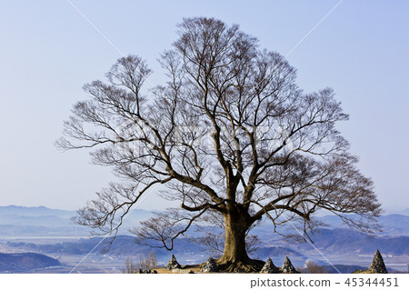 Zelkova of Jungsan Castle 45344451