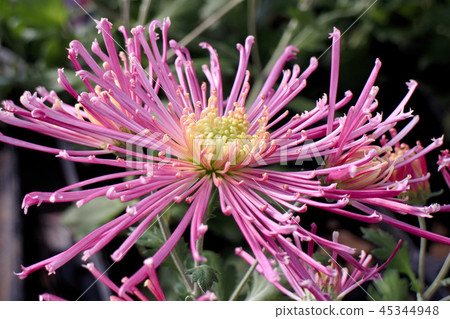 edible chrysanthemum edible chrysanthemum 45344948