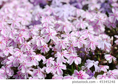 開花的櫻花 45345248