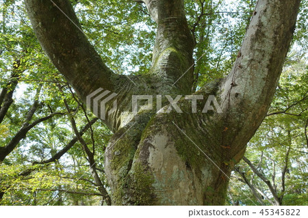 Enoki (Enoki) Enoki (Enoki) 45345822