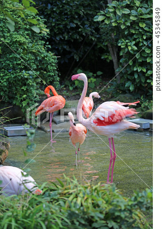 Flock of flamingos Flock of flamingos 45345849