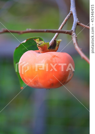 Delicious persimmon Delicious persimmon 45346455