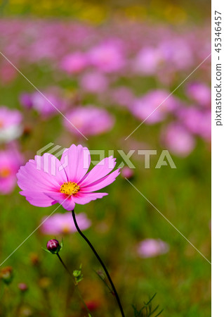 Pink Cosmos 45346457