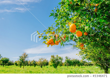 Orange -  tree  Park 45346471