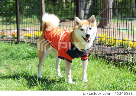 總是微笑 45346581