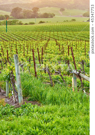 Vineyards at sunset in California, USA 45347753