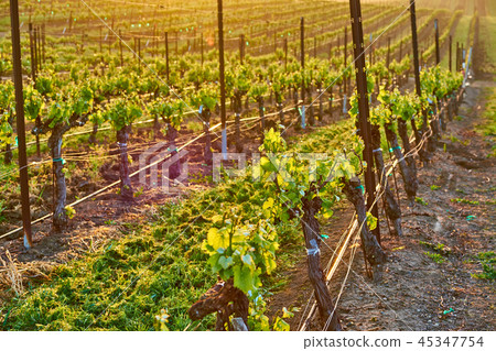 Vineyards at sunrise in California, USA 45347754