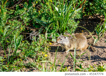 Uinta ground squirrel 45347774