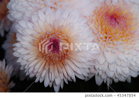 小菊花 小菊花 45347854