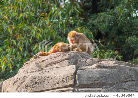 Monkey japanese macaque grooming Macaca fuscata 45349044