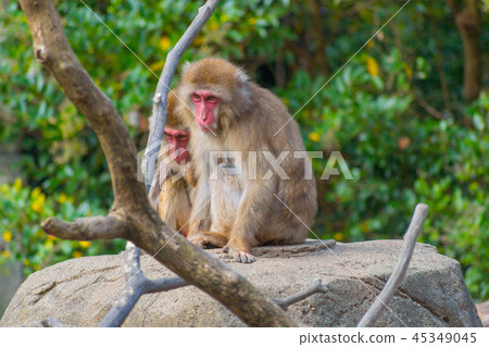 Monkey Japanese Monkey Parent-child Macaca fuscata 45349045