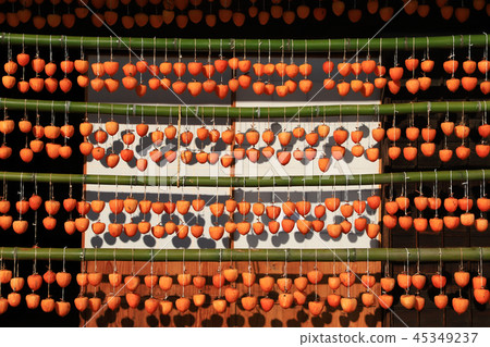 甘藷（rokoro）和老民居 45349237