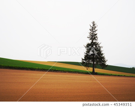 新鮮的綠色和土壤的季節 45349351