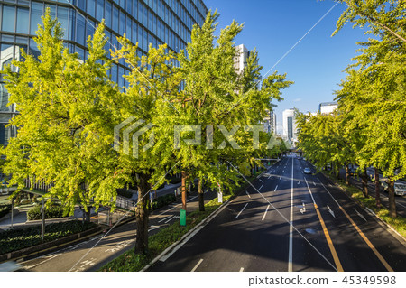 Aichi Prefecture Nagoya city scenery Sakuradori Ginkgo Tree 45349598