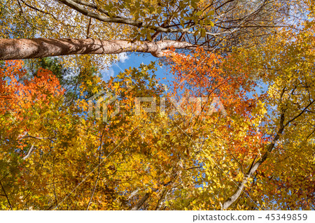 秋葉圖像 秋葉圖像 45349859