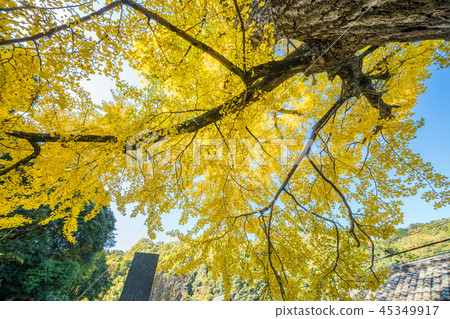 黃葉銀杏一郎八幡神社（香川縣高松市Shioe-cho） 45349917