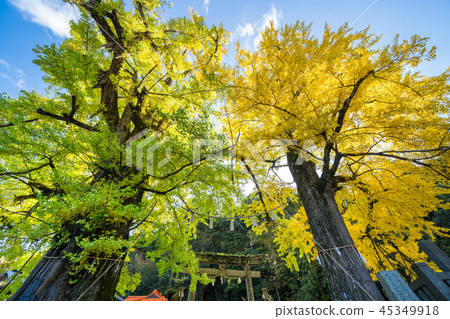黃葉銀杏一郎八幡神社（香川縣高松市Shioe-cho） 45349918
