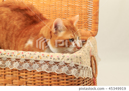 Cat in the basket 45349919