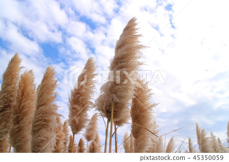 Shiroganeyoshi Pampas grass Cortaderia selloana Shiroganeyoshi Pampas grass Cortaderia selloana 45350059