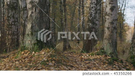 autumn wild park with birch trees low angle autumn wild park with birch trees low angle 45350266