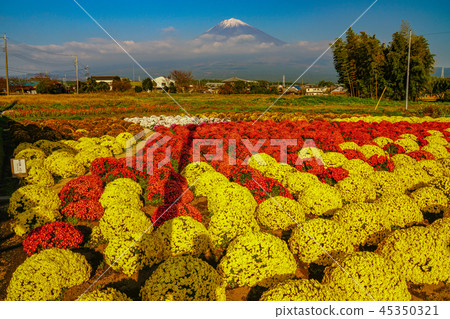 Kiku Fujisan 45350321